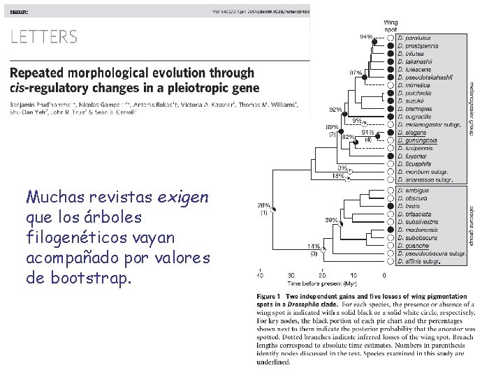 Muchas revistas exigen que los árboles filogenéticos vayan acompañado por valores de bootstrap. 