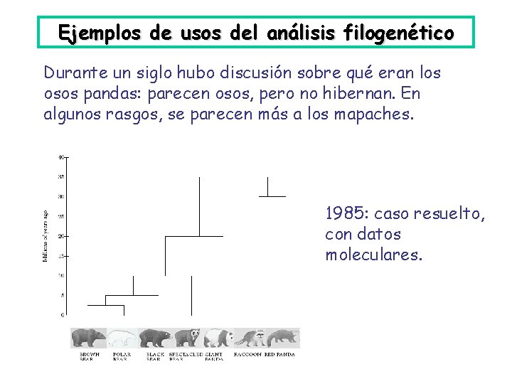Ejemplos de usos del análisis filogenético Durante un siglo hubo discusión sobre qué eran
