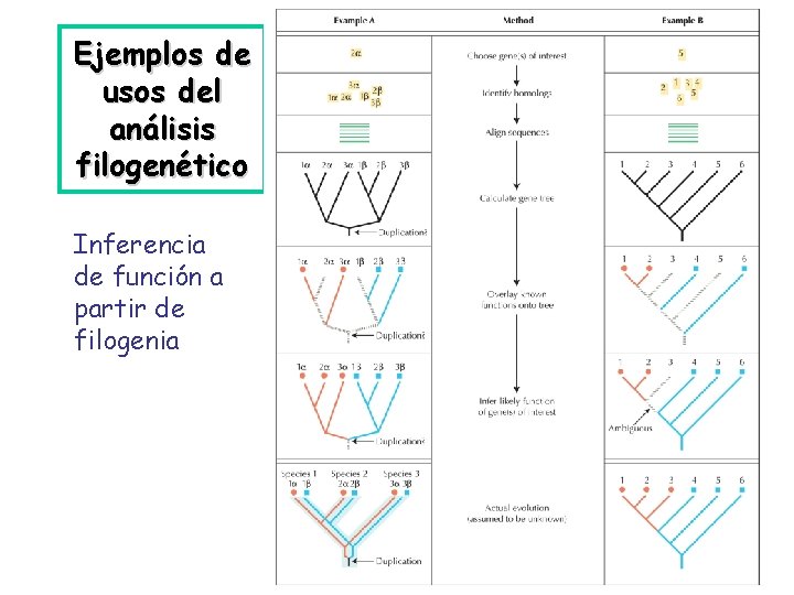 Ejemplos de usos del análisis filogenético Inferencia de función a partir de filogenia 