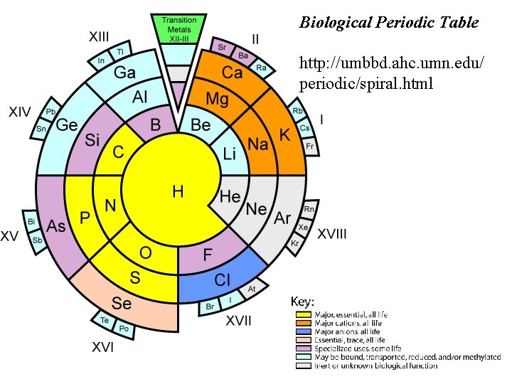 Biological Periodic Table http: //umbbd. ahc. umn. edu/ periodic/spiral. html 