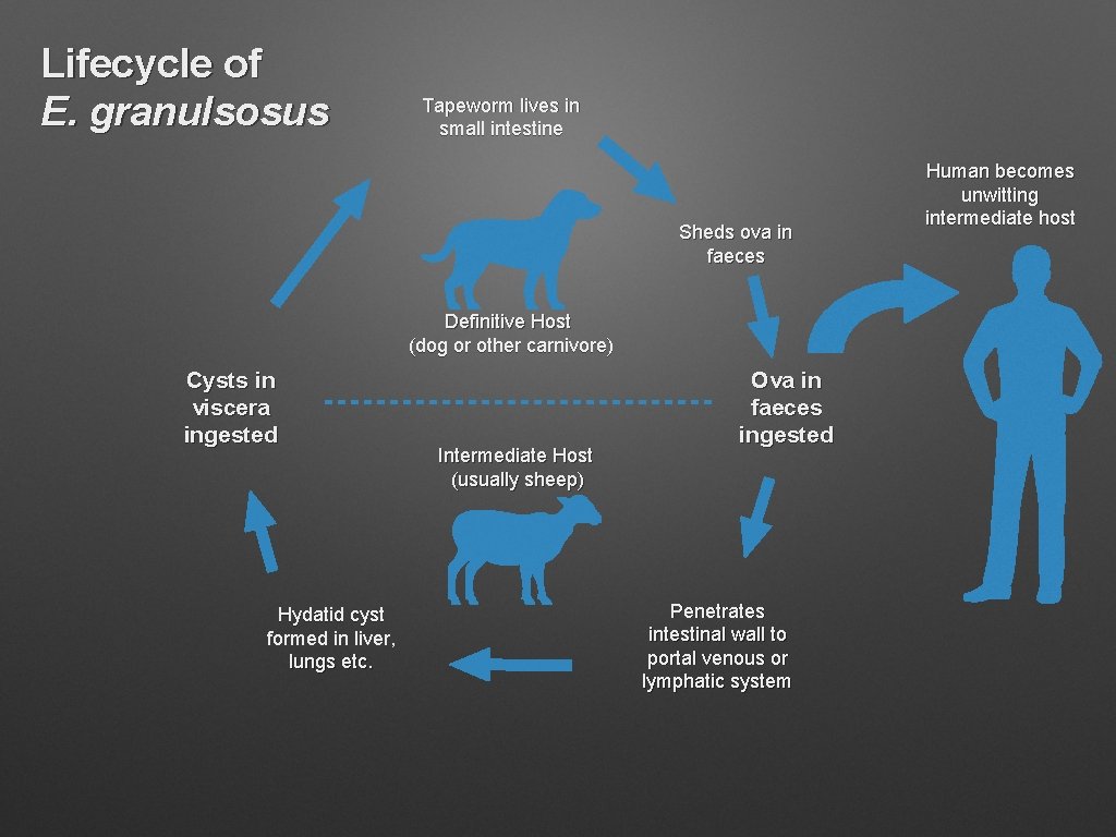 Lifecycle of E. granulsosus Tapeworm lives in small intestine Sheds ova in faeces Definitive