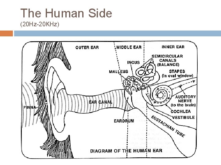 The Human Side (20 Hz-20 KHz) 