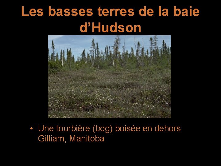 Les basses terres de la baie d’Hudson • Une tourbière (bog) boisée en dehors