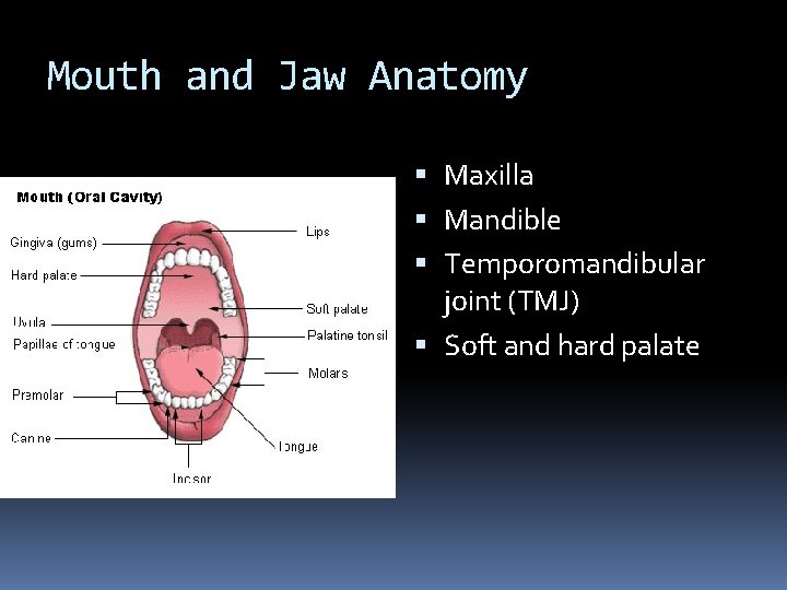 Mouth and Jaw Anatomy Maxilla Mandible Temporomandibular joint (TMJ) Soft and hard palate 