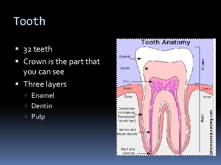 Tooth 32 teeth Crown is the part that you can see Three layers Enamel