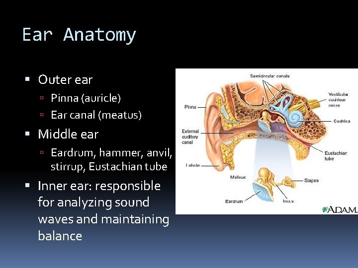 Ear Anatomy Outer ear Pinna (auricle) Ear canal (meatus) Middle ear Eardrum, hammer, anvil,