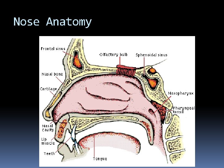 Nose Anatomy 