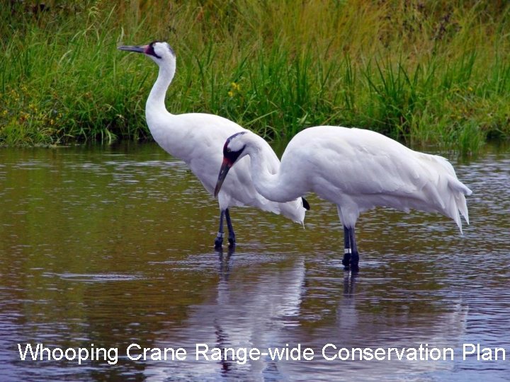 Whooping Crane Range-wide Conservation Plan 