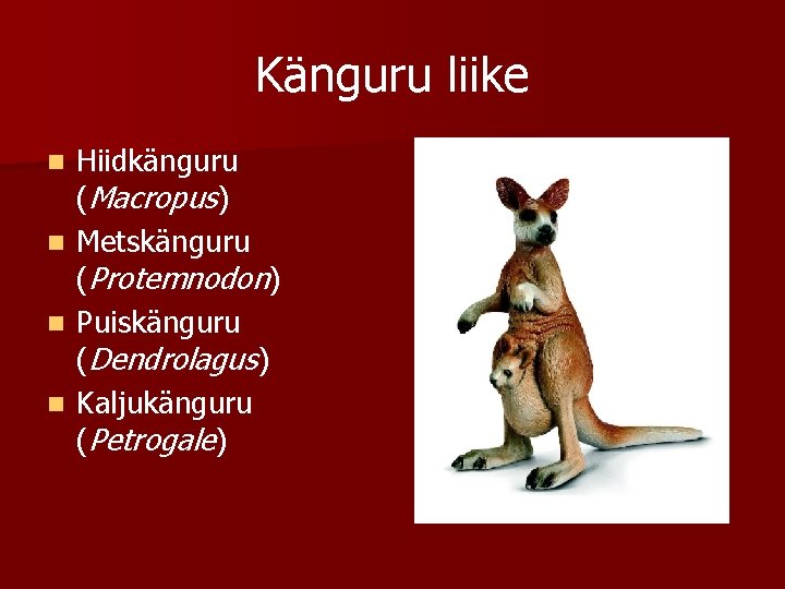 Känguru liike n n Hiidkänguru (Macropus) Metskänguru (Protemnodon) Puiskänguru (Dendrolagus) Kaljukänguru (Petrogale) 