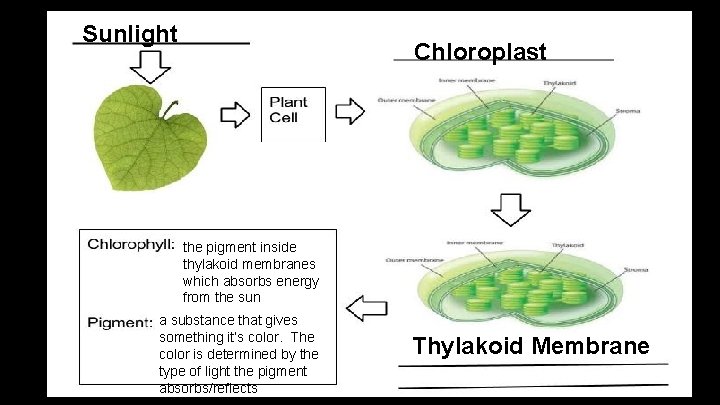 Sunlight Chloroplast the pigment inside thylakoid membranes which absorbs energy from the sun a