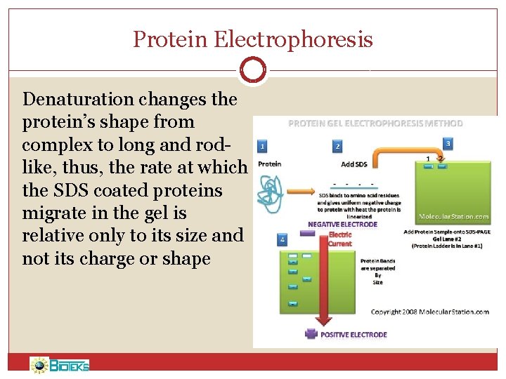 Protein Electrophoresis Denaturation changes the protein’s shape from complex to long and rodlike, thus,