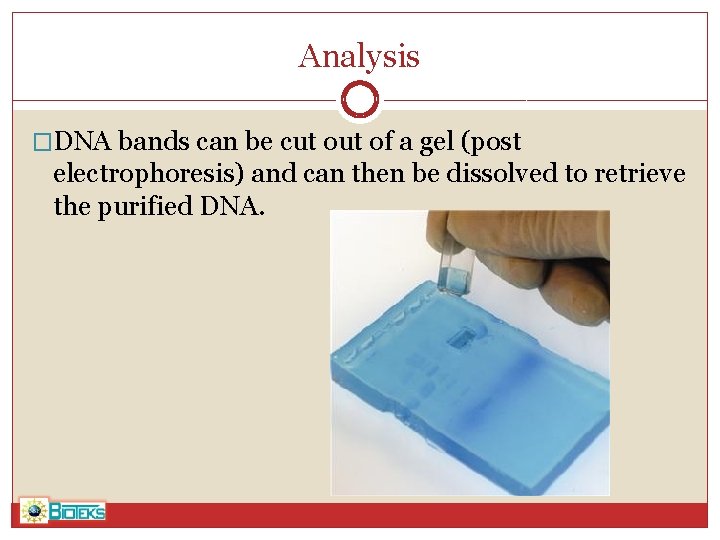 Analysis �DNA bands can be cut of a gel (post electrophoresis) and can then