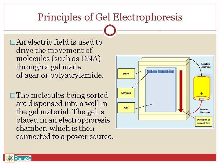 Principles of Gel Electrophoresis �An electric field is used to drive the movement of