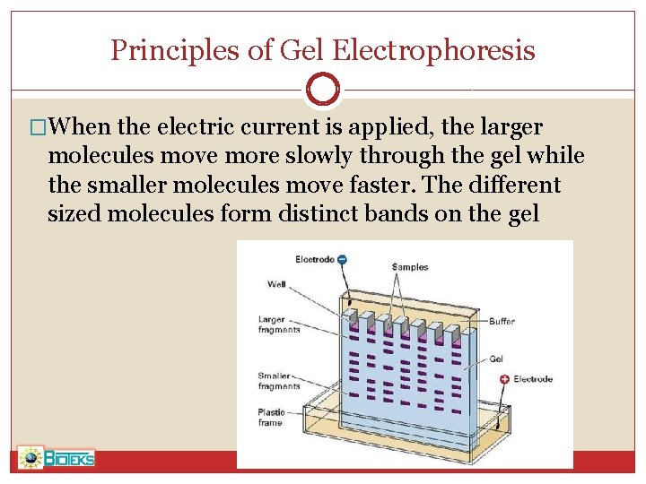 Principles of Gel Electrophoresis �When the electric current is applied, the larger molecules move