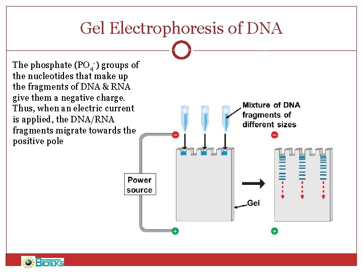 Gel Electrophoresis of DNA The phosphate (PO 4 -) groups of the nucleotides that