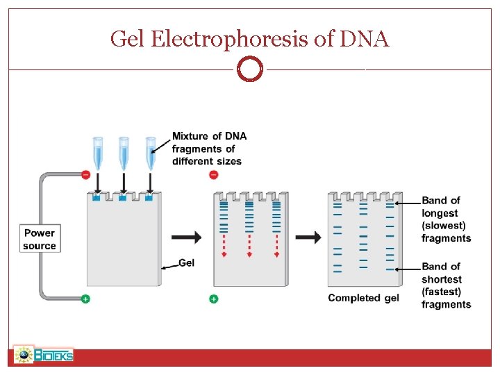 Gel Electrophoresis of DNA 