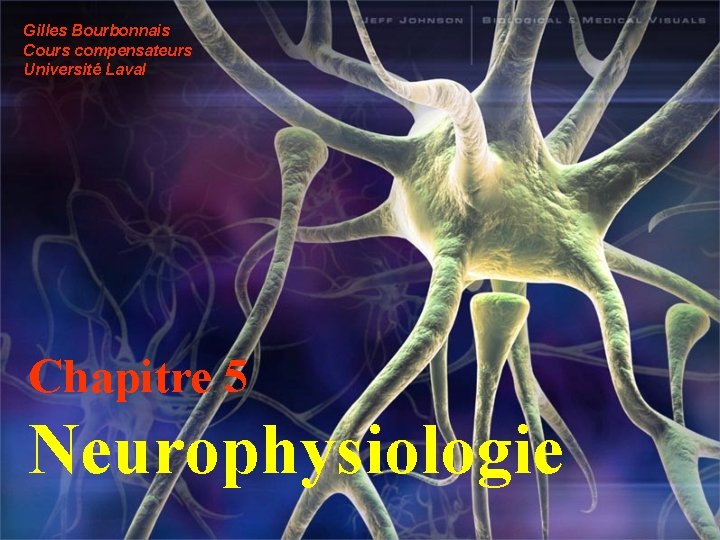 Gilles Bourbonnais Cours compensateurs Université Laval Chapitre 5 Neurophysiologie 