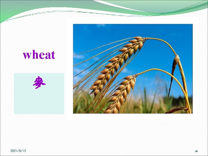 wheat 麥 2021/6/12 21 