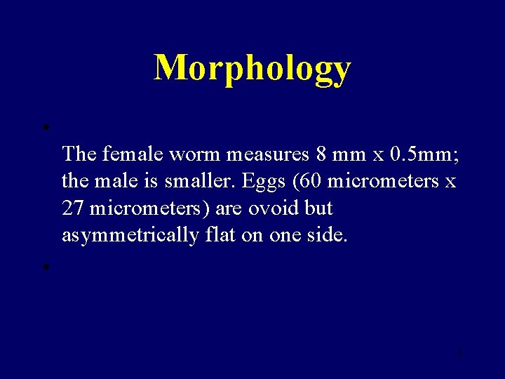 Morphology • The female worm measures 8 mm x 0. 5 mm; the male