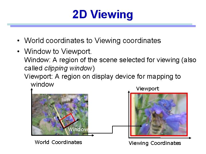 2 D Viewing • World coordinates to Viewing coordinates • Window to Viewport. Window: