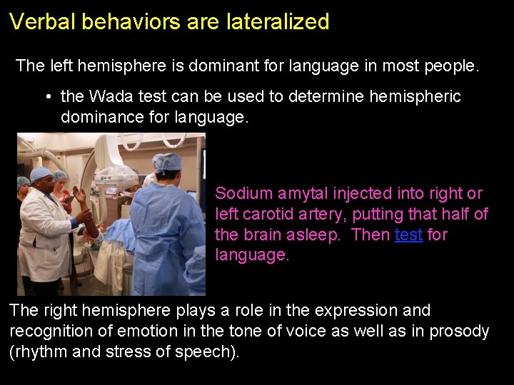 Verbal behaviors are lateralized The left hemisphere is dominant for language in most people.