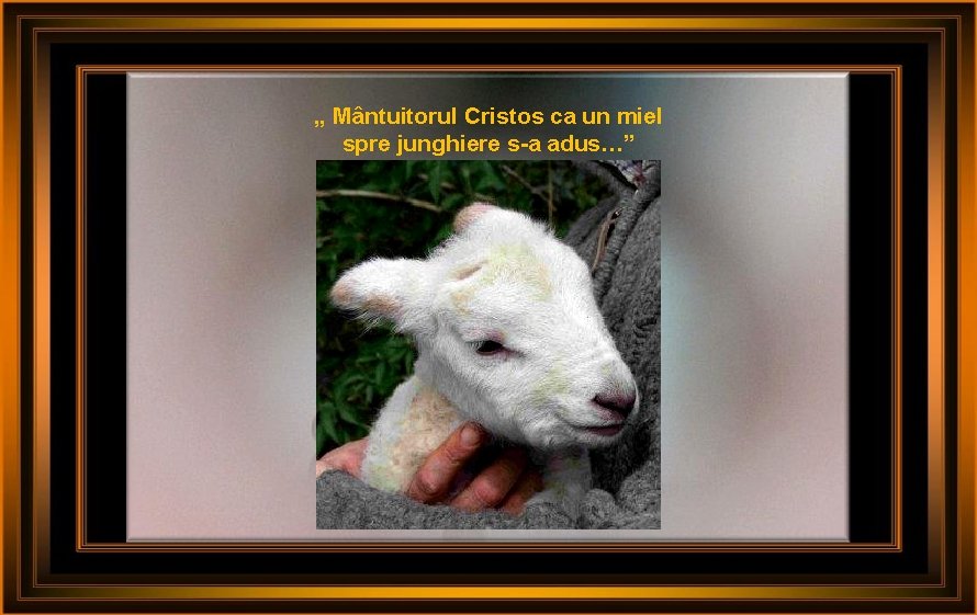 „ Mântuitorul Cristos ca un miel spre junghiere s-a adus…” 
