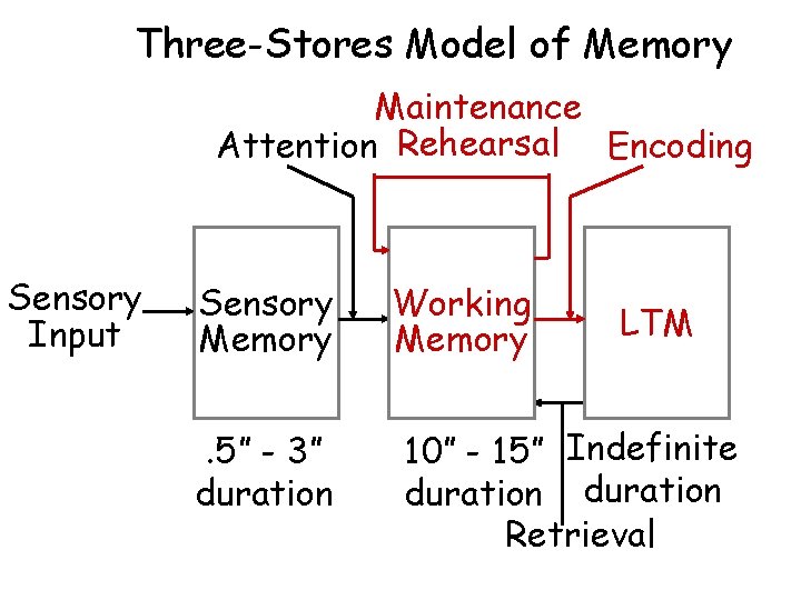 Three-Stores Model of Memory Maintenance Attention Rehearsal Encoding Sensory Input Sensory Memory. 5” -