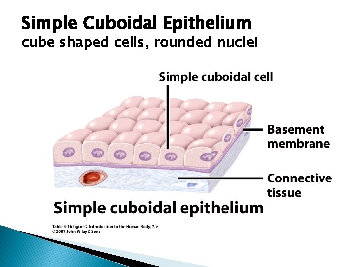 Simple Cuboidal Epithelium cube shaped cells, rounded nuclei 