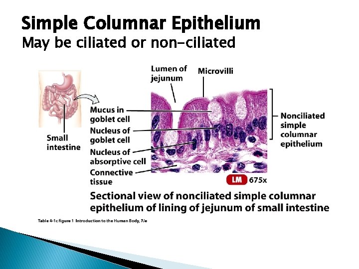 Simple Columnar Epithelium May be ciliated or non-ciliated 