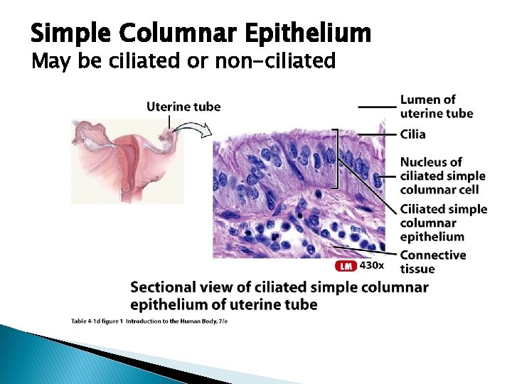 Simple Columnar Epithelium May be ciliated or non-ciliated 
