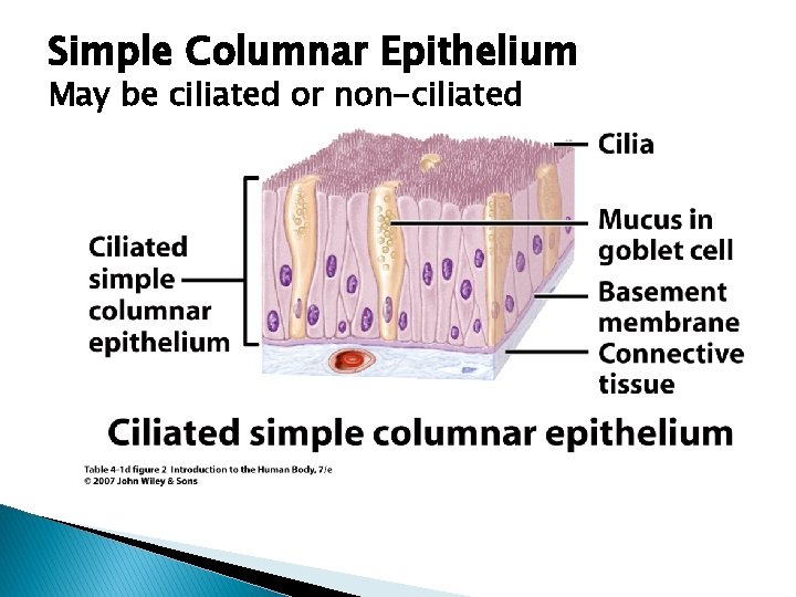 Simple Columnar Epithelium May be ciliated or non-ciliated 