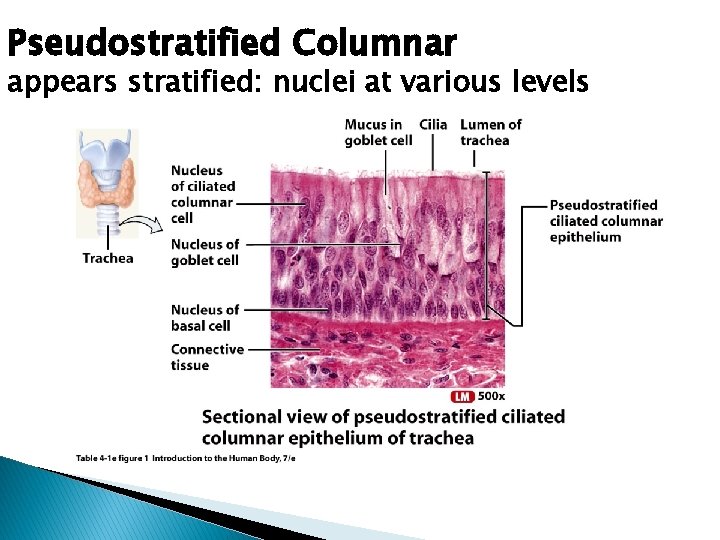Pseudostratified Columnar appears stratified: nuclei at various levels 