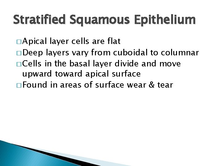 Stratified Squamous Epithelium � Apical layer cells are flat � Deep layers vary from