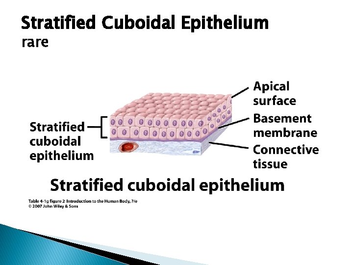 Stratified Cuboidal Epithelium rare 