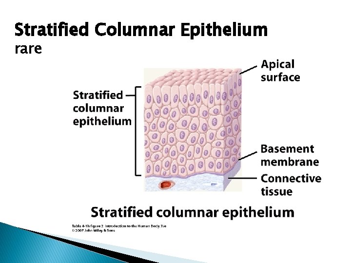 Stratified Columnar Epithelium rare 