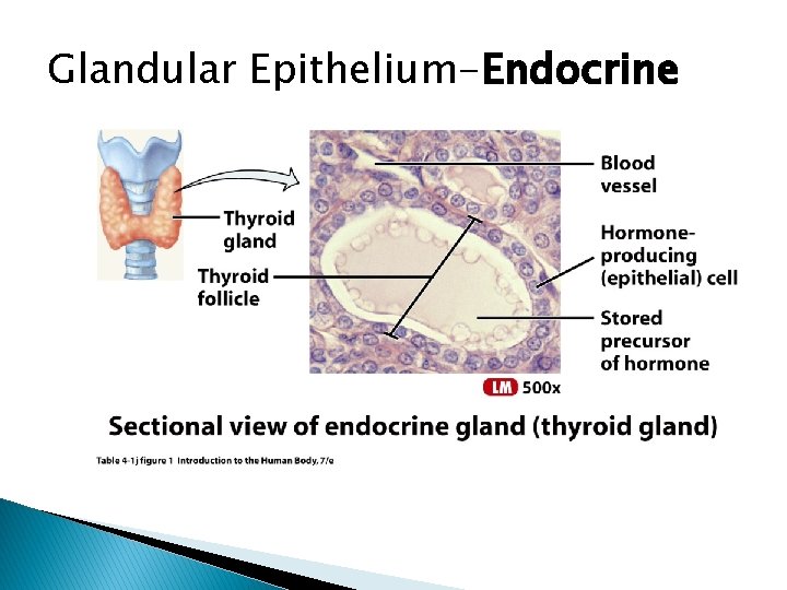 Glandular Epithelium-Endocrine 