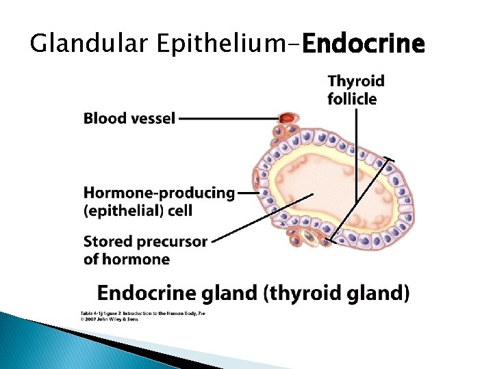 Glandular Epithelium-Endocrine 