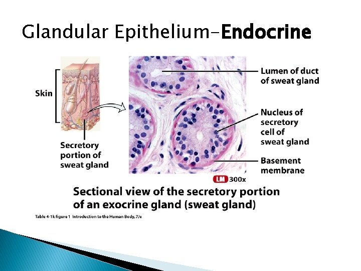 Glandular Epithelium-Endocrine 