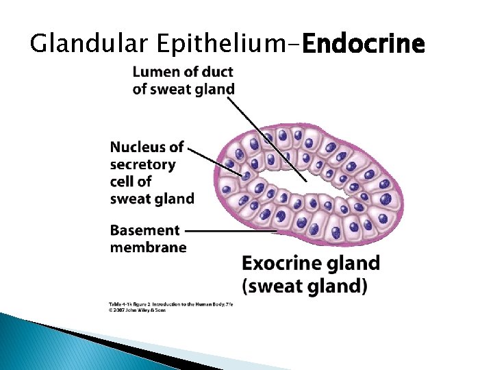 Glandular Epithelium-Endocrine 