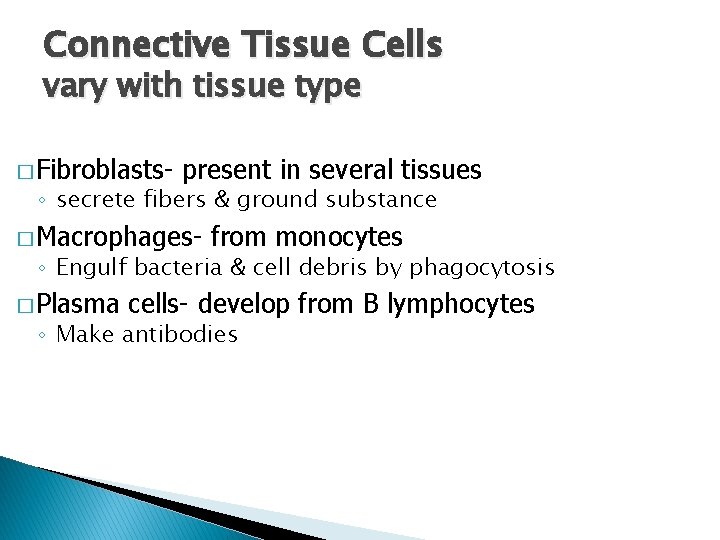 Connective Tissue Cells vary with tissue type � Fibroblasts- present in several tissues ◦