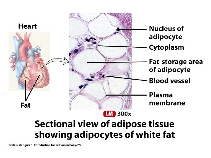 Table 4. 2 b figure 1 