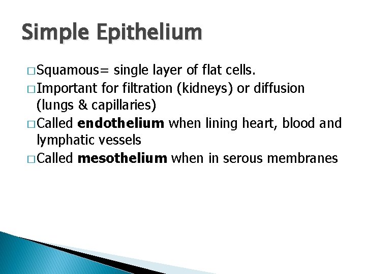 Simple Epithelium � Squamous= single layer of flat cells. � Important for filtration (kidneys)