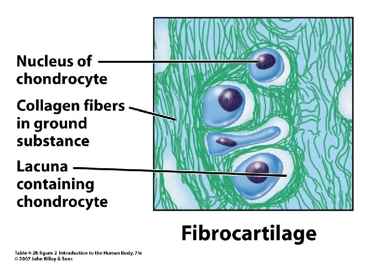 Table 4. 2 h figure 2 