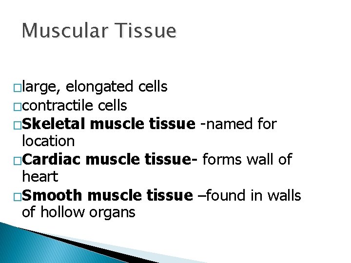 Muscular Tissue �large, elongated cells �contractile cells �Skeletal muscle tissue -named for location �Cardiac