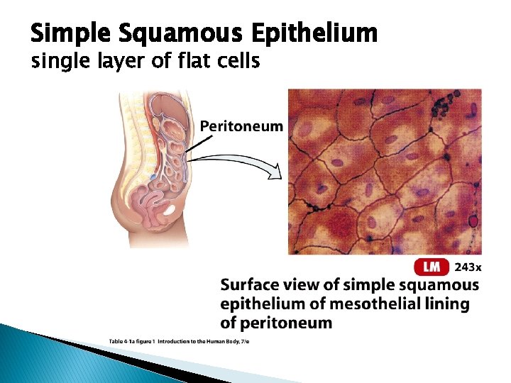 Simple Squamous Epithelium single layer of flat cells 