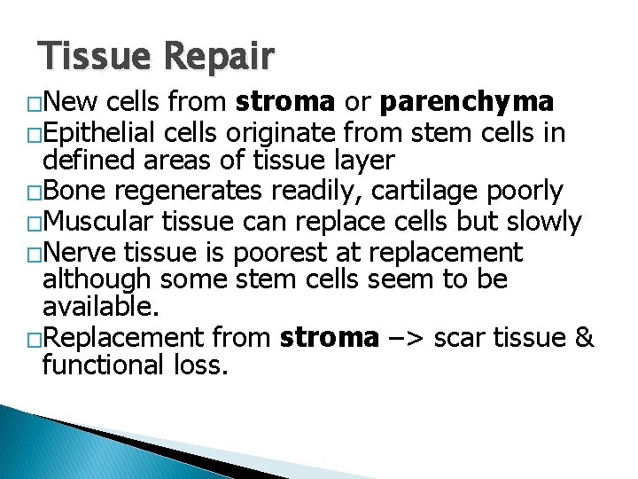 Tissue Repair �New cells from stroma or parenchyma �Epithelial cells originate from stem cells