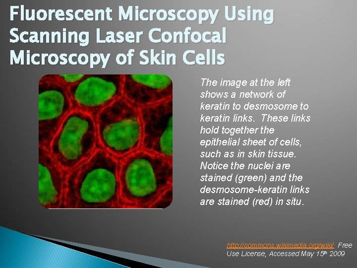Fluorescent Microscopy Using Scanning Laser Confocal Microscopy of Skin Cells The image at the