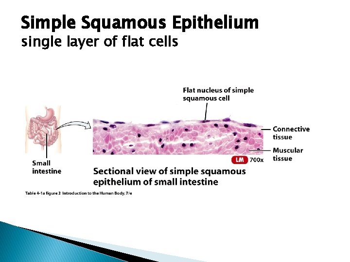 Simple Squamous Epithelium single layer of flat cells 