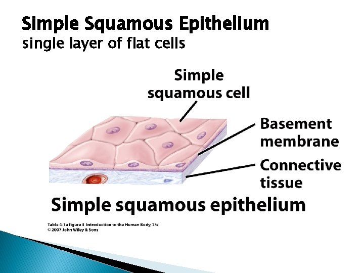 Simple Squamous Epithelium single layer of flat cells 