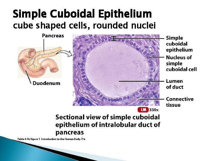 Simple Cuboidal Epithelium cube shaped cells, rounded nuclei 